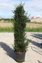Taxus baccata Kont. 50L 150-160 cm