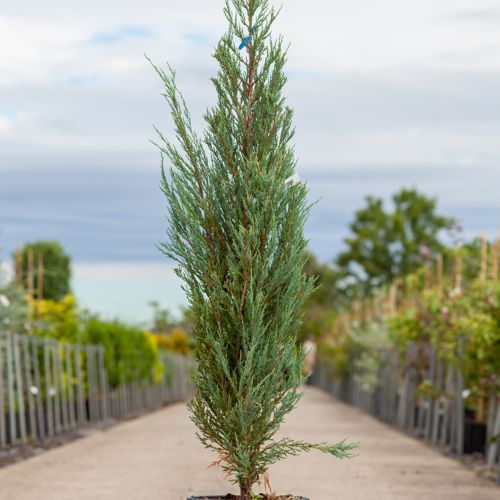 [P] Juniperus scopulorum 'Blue Arrow' cont. 18L 150/+ cm