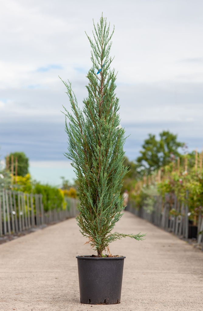 Juniperus scopulorum 'Blue Arrow' cont. 18L 150/+ cm