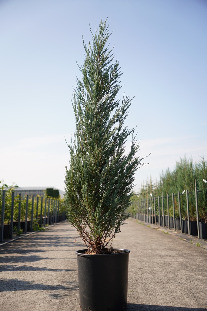 Juniperus scopulorum 'Blue Arrow' cont. 18L 150/+ cm