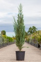 Juniperus scopulorum 'Blue Arrow' cont. 18L 150/+ cm
