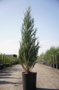 Juniperus scopulorum 'Blue Arrow' cont. 18L 150/+ cm