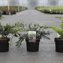 Distylium First Editions® 'Vintage Jade' cont. 3,6L 30-40 cm +p