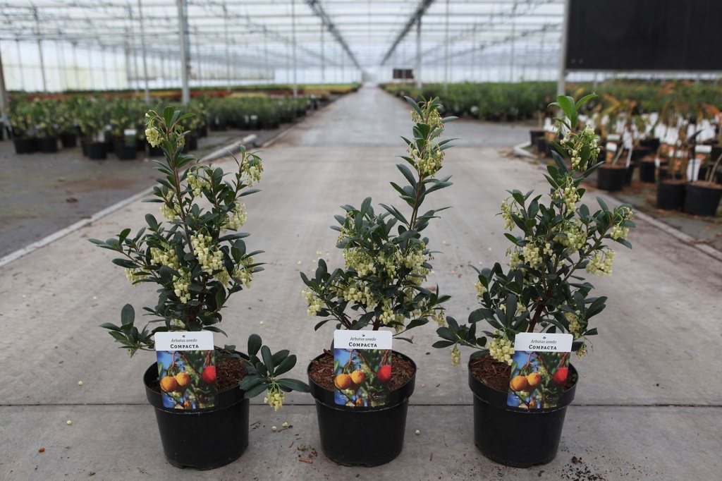 Arbutus unedo 'Compacta' cont. 3,6L 30/+ cm +ф