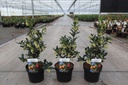 Arbutus unedo 'Compacta' cont. 3,6L 30/+ cm +B