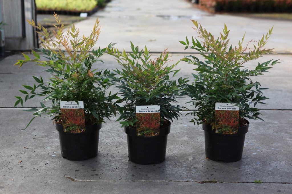 [P] Nandina domestica 'Sienna Sunrise' cont. 3,6L 30/+ cm +ф
