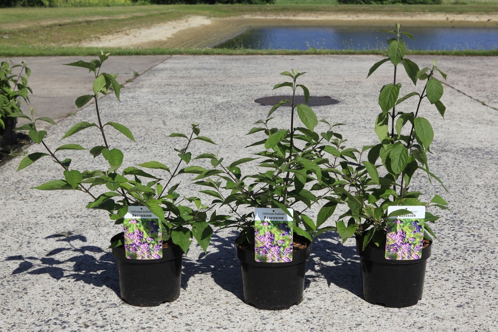 [P] Callicarpa bodinieri 'Profusion' cont. 3,6L 40-50 cm +f