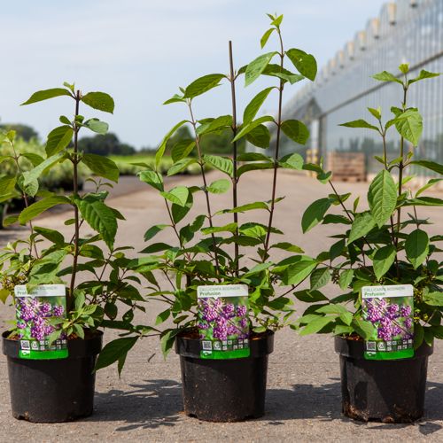 [P] Callicarpa bodinieri 'Profusion' cont. 3,6L 40-50 cm +p