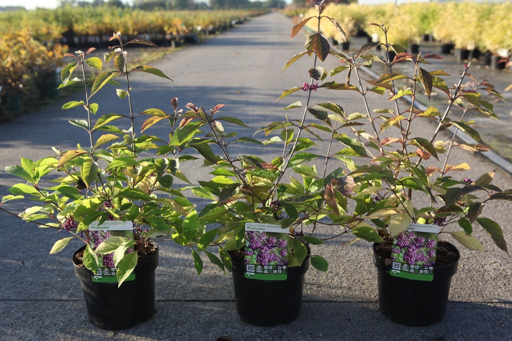 [P] Callicarpa bodinieri 'Profusion' poj. 3,6L 40-50 cm +f