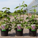 Callicarpa bodinieri 'Profusion' cont. 3,6L 40-50 cm +B