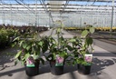 Callicarpa bodinieri 'Profusion' cont. 3,6L 40-50 cm +p
