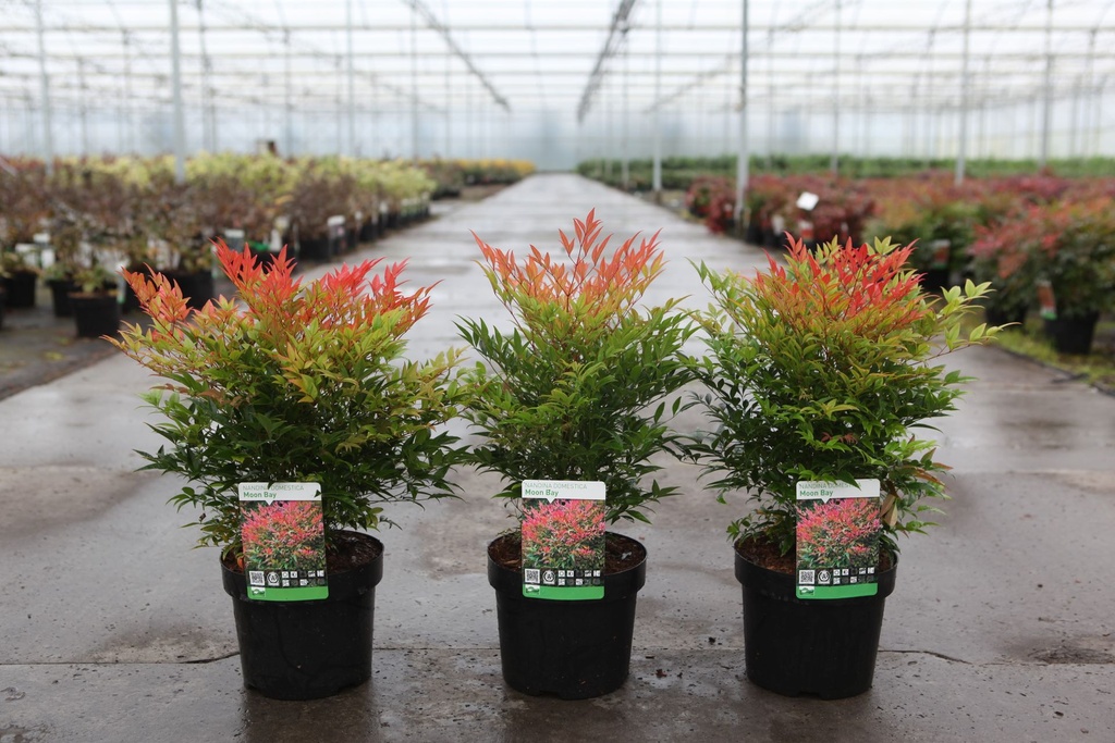 [P] Nandina domestica 'Moon Bay®' (PBR) cont. 3,6L 25-30 cm +f