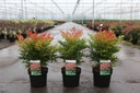 Nandina domestica 'Moon Bay®' (PBR) cont. 3,6L 25-30 cm +p