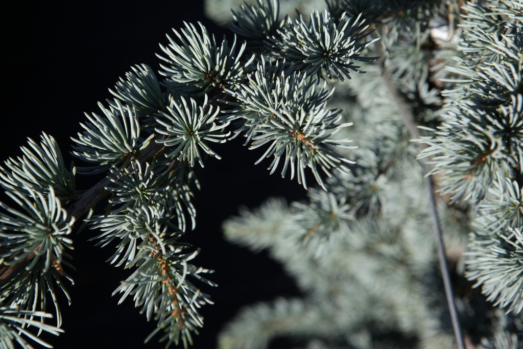 Cedrus libani 'Glauca' cont. 15L 150/+ cm +B