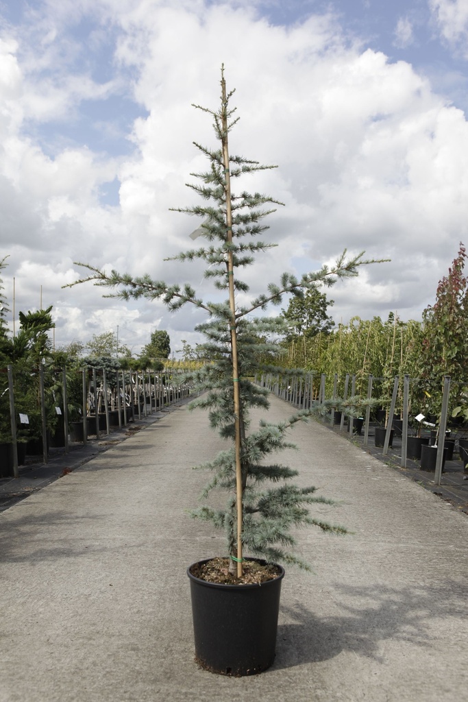 Cedrus libani 'Glauca' cont. 15L 150/+ cm