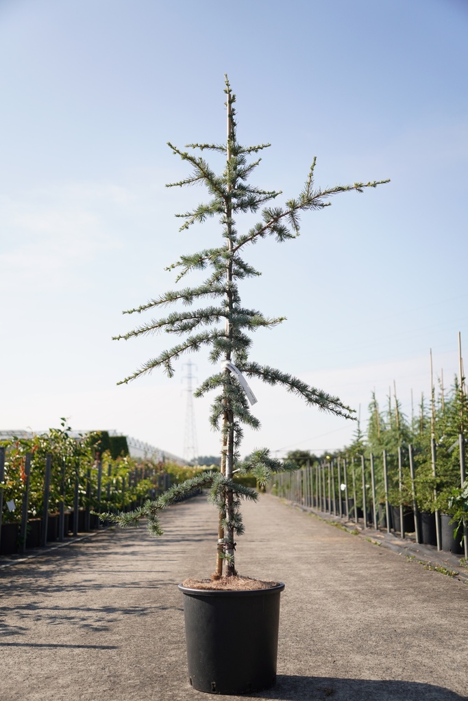 Cedrus libani 'Glauca' cont. 15L 150/+ cm