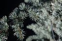 Cedrus libani 'Glauca' cont. 15L 150/+ cm +B