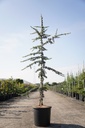 Cedrus libani 'Glauca' cont. 15L 150/+ cm