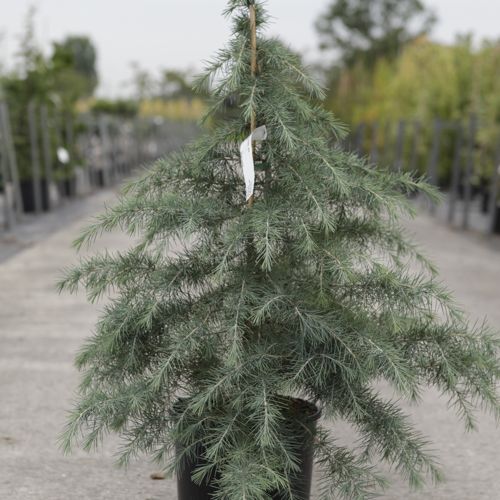 Cedrus deodara cont. 12L 100-125 cm