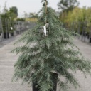 Cedrus deodara cont. 12L 100-125 cm