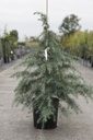 Cedrus deodara cont. 12L 100-125 cm