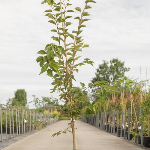 Prunus 'Accolade' cont. 12L 175-200 cm feathered +ф