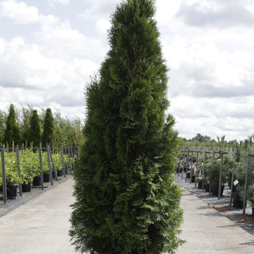 Thuja occidentalis 'Smaragd' cont. 30L 150-175 cm