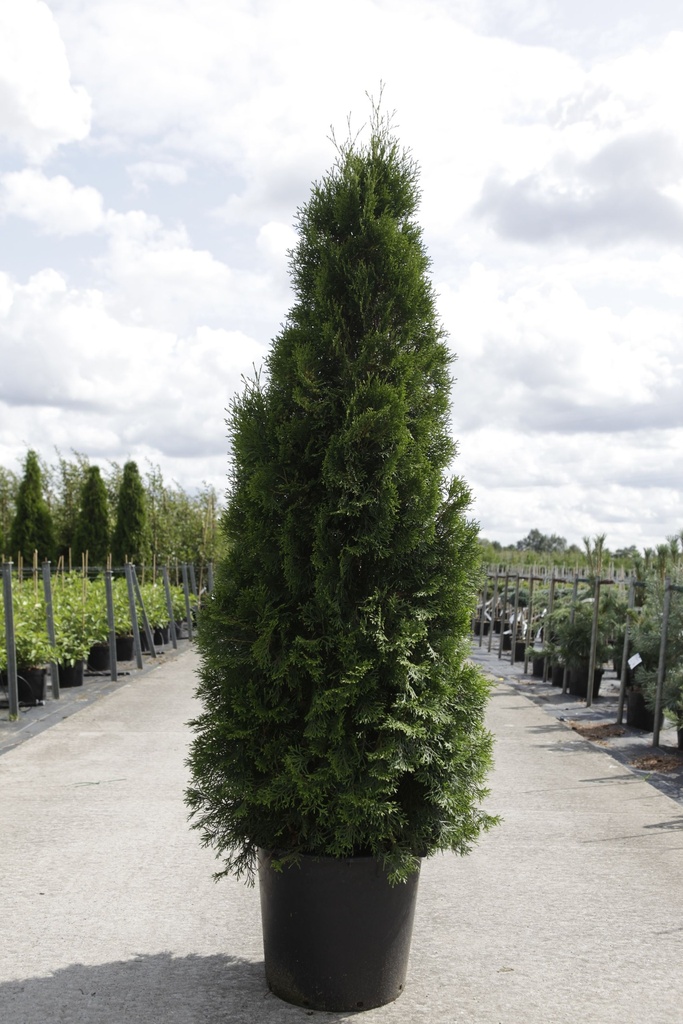 Thuja occidentalis 'Smaragd' cont. 30L 150-175 cm