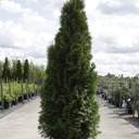 Thuja occidentalis 'Smaragd' cont. 30L 150-175 cm