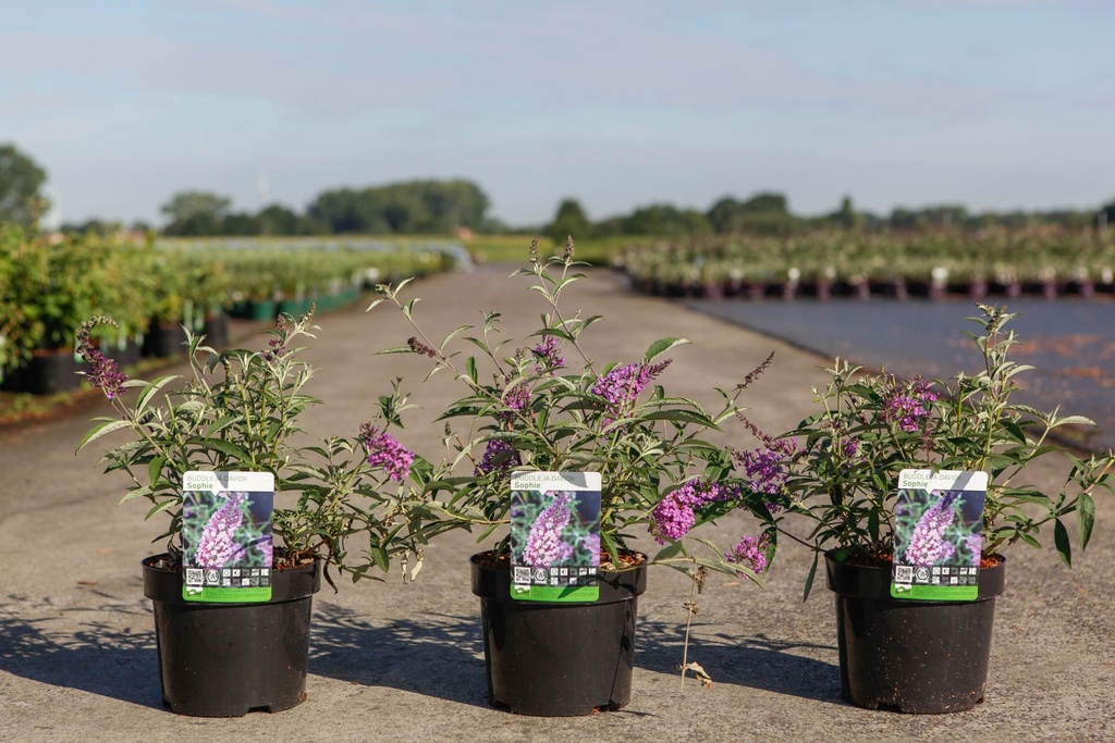 Buddleja davidii 'Sophie' (PBR) cont. 3,6L 30-40 cm +p