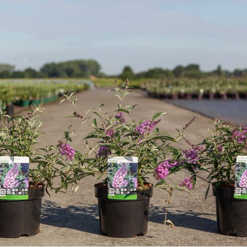Buddleja davidii 'Sophie' (PBR) cont. 3,6L 30-40 cm +p