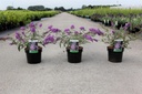 Buddleja davidii 'Sophie' (PBR) cont. 3,6L 30-40 cm +p