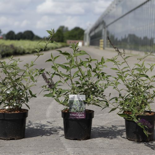 Buddleja davidii First Editions® 'Groovy Grape' cont. 3,6L 30/+ cm