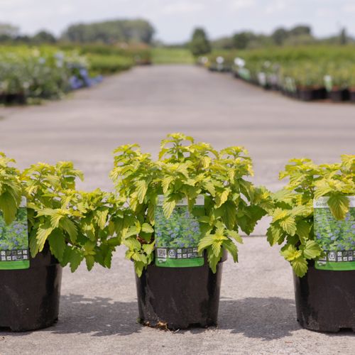 [P] Caryopteris clandonensis GOOD AS GOLD cont. 3,6L 30-40 cm +B
