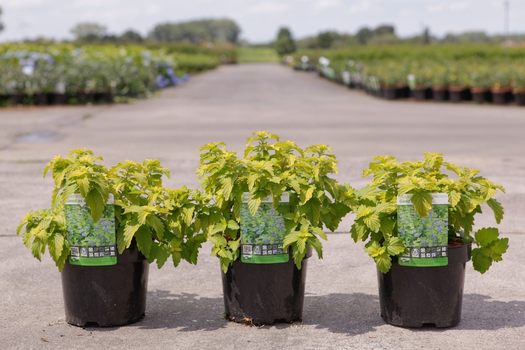 Caryopteris clandonensis GOOD AS GOLD cont. 3,6L 30-40 cm +p