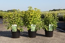 Caryopteris clandonensis GOOD AS GOLD cont. 3,6L 30-40 cm +ф