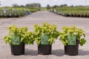 Caryopteris clandonensis GOOD AS GOLD cont. 3,6L 30-40 cm +B
