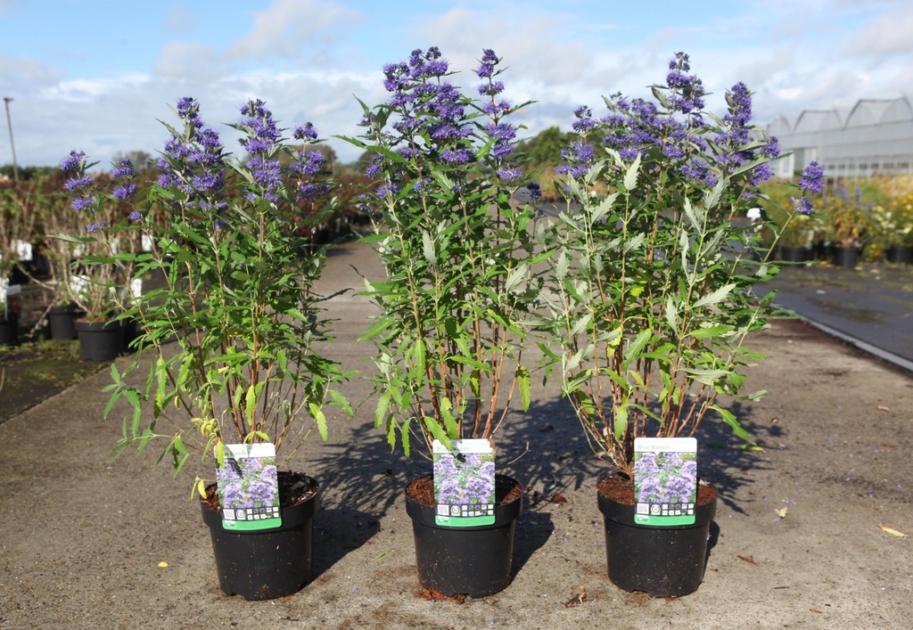 [P] Caryopteris clandonensis BLUE BALLOON® cont. 3,6L 30-40 cm +ф
