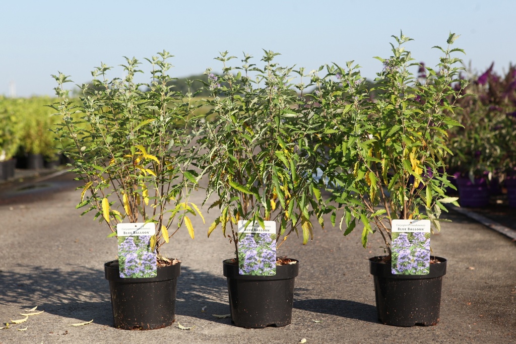 [P] Caryopteris clandonensis BLUE BALLOON® cont. 3,6L 30-40 cm +p