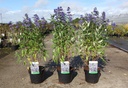 Caryopteris clandonensis BLUE BALLOON® Kont. 3,6L 30-40 cm +B