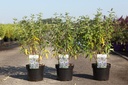 Caryopteris clandonensis BLUE BALLOON® cont. 3,6L 30-40 cm +f