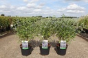 Caryopteris clandonensis BLUE BALLOON® cont. 3,6L 30-40 cm +p