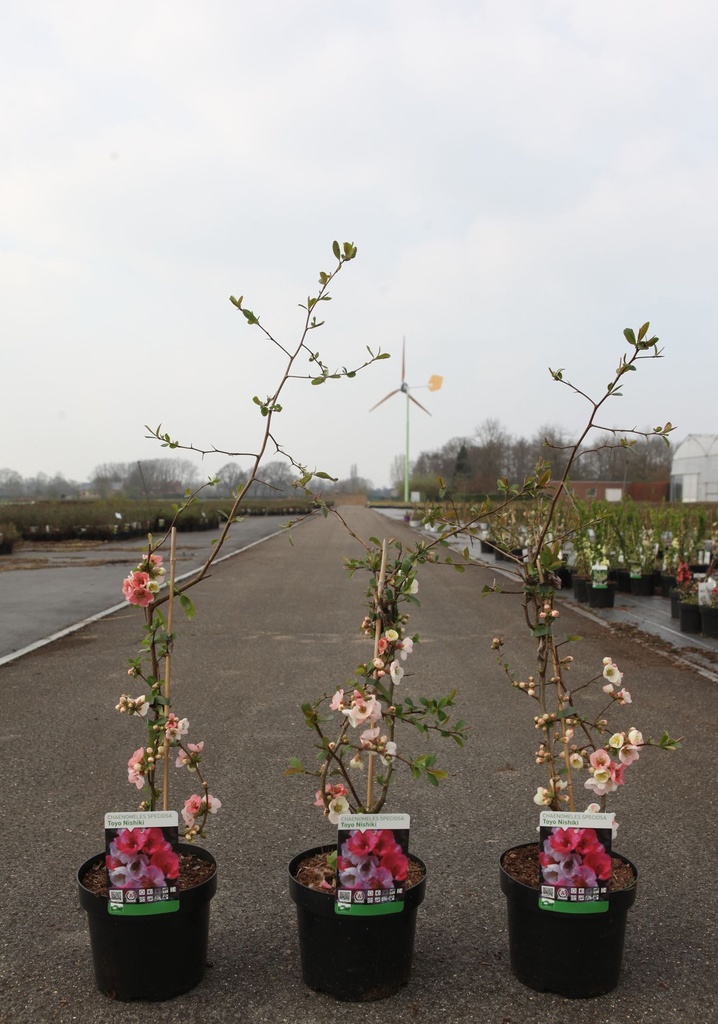 Chaenomeles speciosa 'Toyo-nishiki' cont. 3,6L 40/+ cm with cane +ф