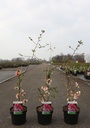 Chaenomeles speciosa 'Toyo-nishiki' cont. 3,6L 40/+ cm mit Stock +B