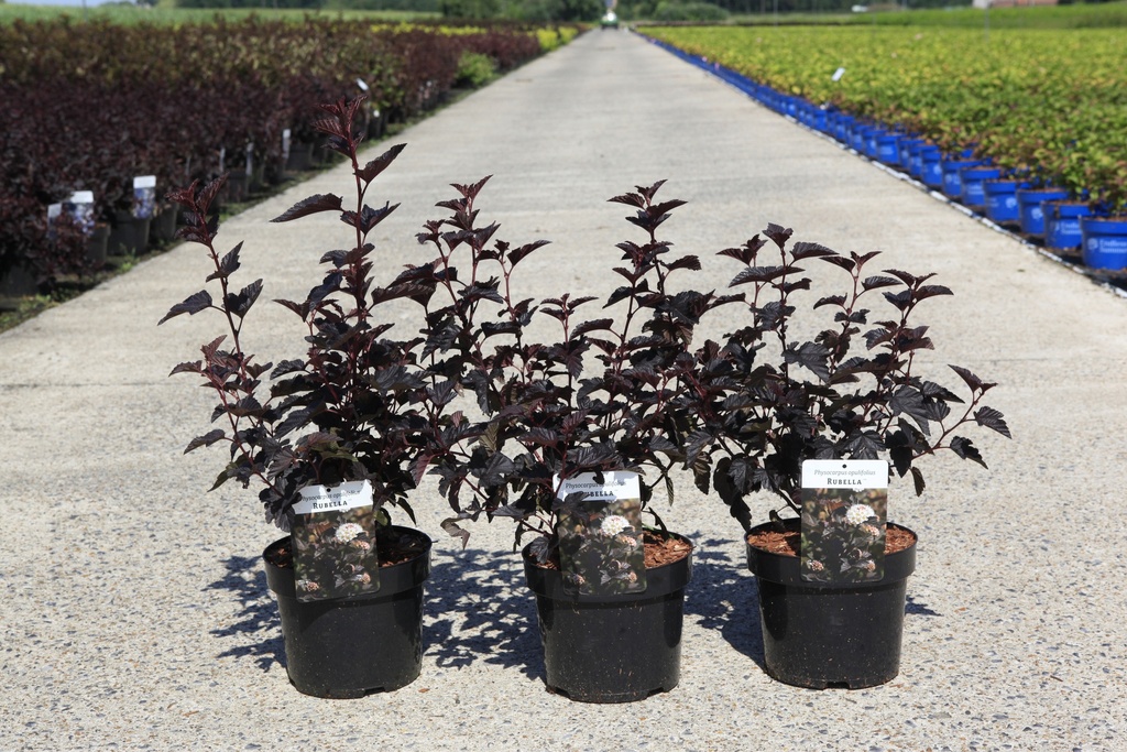 [P] Physocarpus opulifolius 'Rubella' (PBR) cont. 3,6L 40-50 cm +ф