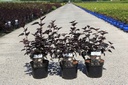 Physocarpus opulifolius 'Rubella' (PBR) cont. 3,6L 40-50 cm +f