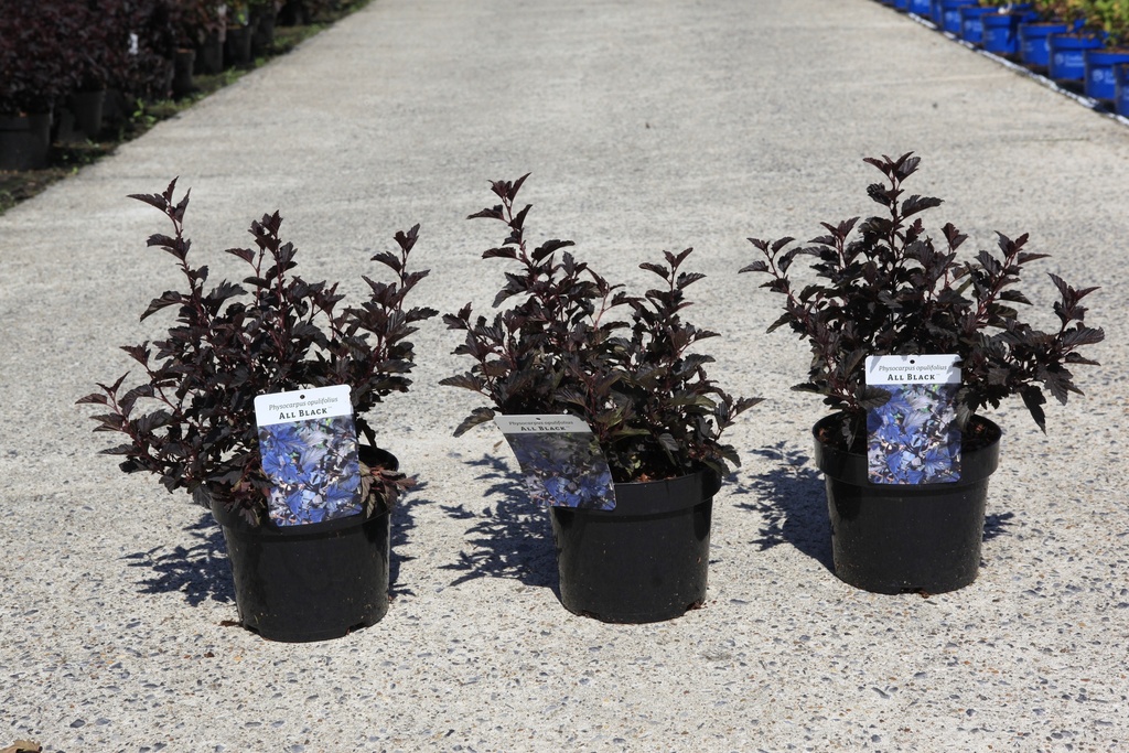[P] Physocarpus opulifolius ALL BLACK (PBR) cont. 3,6L 40-50 cm +f