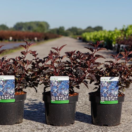 [P] Physocarpus opulifolius ALL BLACK (PBR) cont. 3,6L 40-50 cm +p
