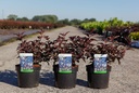 Physocarpus opulifolius ALL BLACK (PBR) cont. 3,6L 40-50 cm +B
