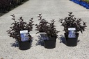 Physocarpus opulifolius ALL BLACK (PBR) cont. 3,6L 40-50 cm +f